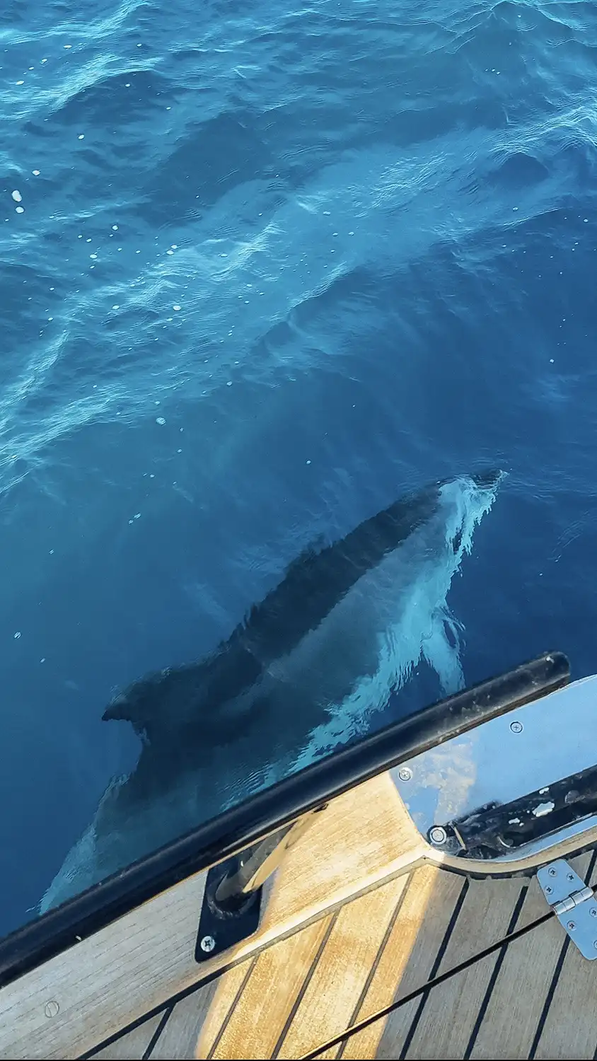 Dolphin seen from the side of the boat